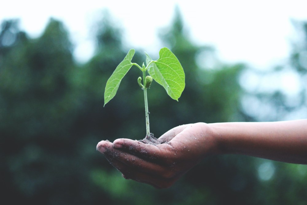 Nærbilde av en hånd som holder en plante